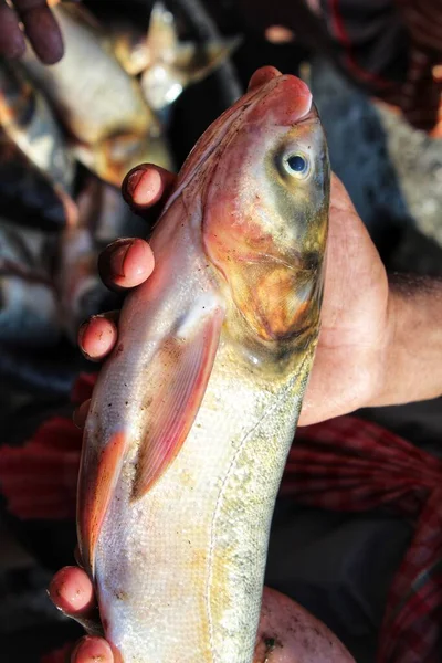 Big silver carp fish in hand of a fish farmer