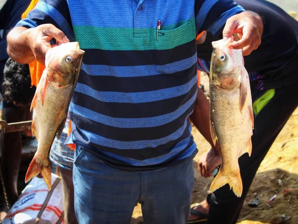 Big silver carp fish in hand of a fish farmer