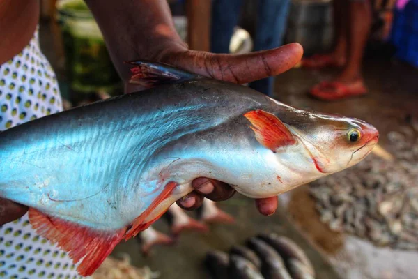 Pangassius Sutchi Água Doce Linha Azul Tubarão Peixe Mão Pescador — Fotografia de Stock
