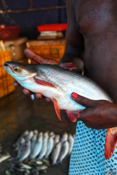 Pangassius Sutchi Sötvatten Blå Linje Haj Fisk Handen Fiskare — Stockfoto