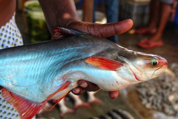 Pangassius Sutchi Água Doce Linha Azul Tubarão Peixe Mão Pescador — Fotografia de Stock