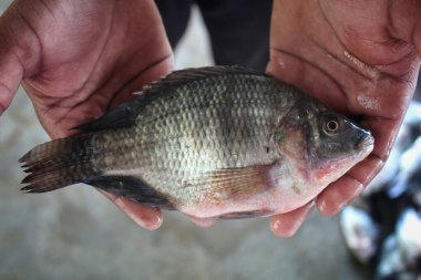 Bulanık arka planda büyük tilapia balığı
