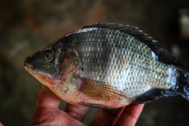 Bulanık arka planda büyük tilapia balığı