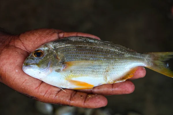 Selective focus of different body parts of yellow fin sea bream in hand
