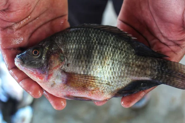 Big tilapia fish in hand in nice blur background