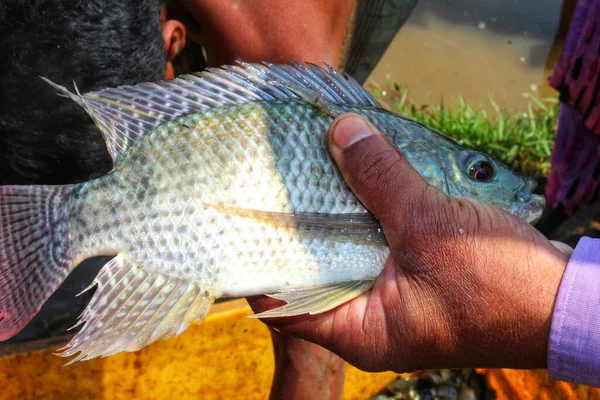 Big tilapia fish in hand in nice blur background