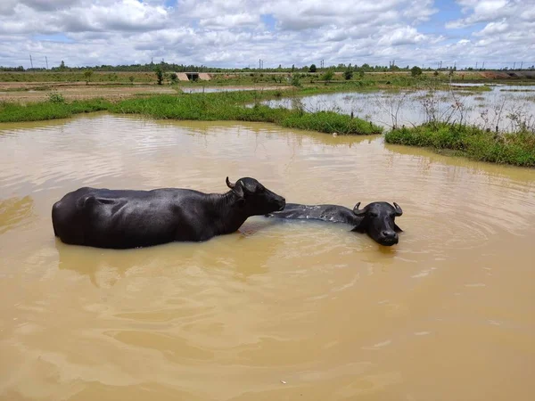 Búfalo Levando Lote Água Lagoa Dia Verão — Fotografia de Stock