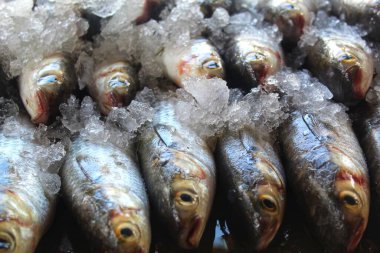 Hint balık pazarında buzda satılığa çıkarılmış büyük mugil sefalus gri kefal balığı.