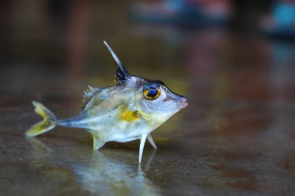 Triacanthus Biaculeatus Helikopter Stativ Fisk Jorden Flot Sløre Backgound - Stock-foto