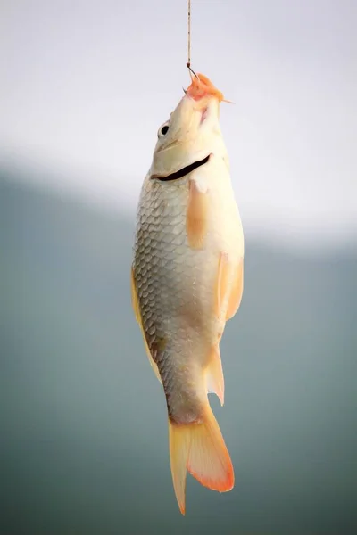 Karp Cyprinus Carpio Fiske Med Krok Och Lina — Stockfoto