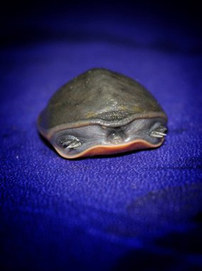 Hoş, küçük yumuşak terrapin kaplumbağası elinde, arka planı bulanık.