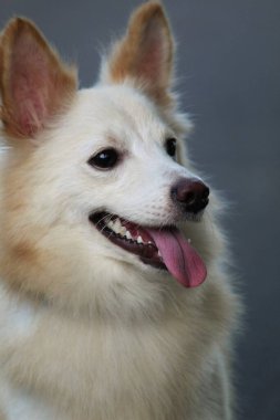 Şirin küçük Pomeranian köpeği güzel bulanık arka planda farklı açılardan yüzünü kapat.