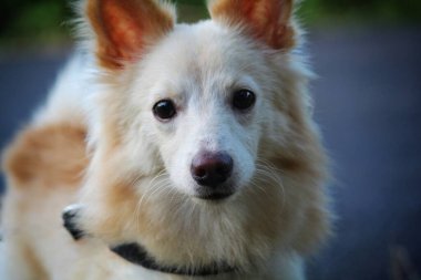 Şirin küçük Pomeranian köpeği güzel bulanık arka planda farklı açılardan yüzünü kapat.