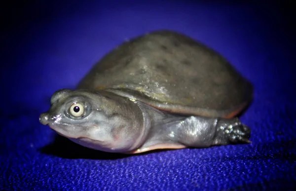 Sød Lille Blød Skala Terrapin Skildpadde Hånden Flot Slør Baggrund - Stock-foto