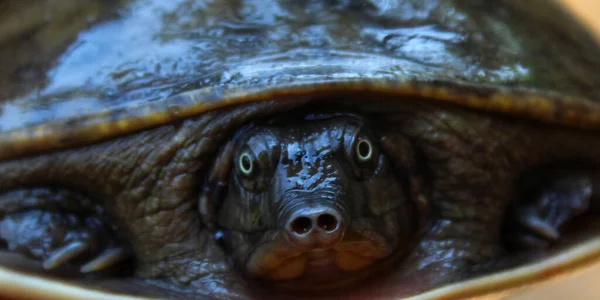 Sød Lille Blød Skala Terrapin Skildpadde Hånden Flot Slør Baggrund - Stock-foto