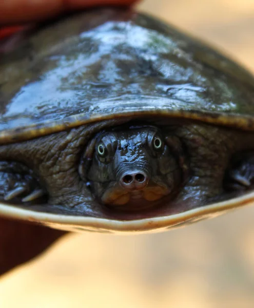 Sød Lille Blød Skala Terrapin Skildpadde Hånden Flot Slør Baggrund - Stock-foto