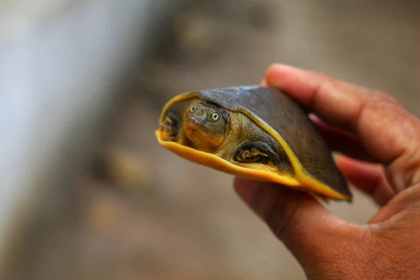 Smuk Blød Skala Terrapin Skildpadde Hånden Flot Sløret Baggrund - Stock-foto