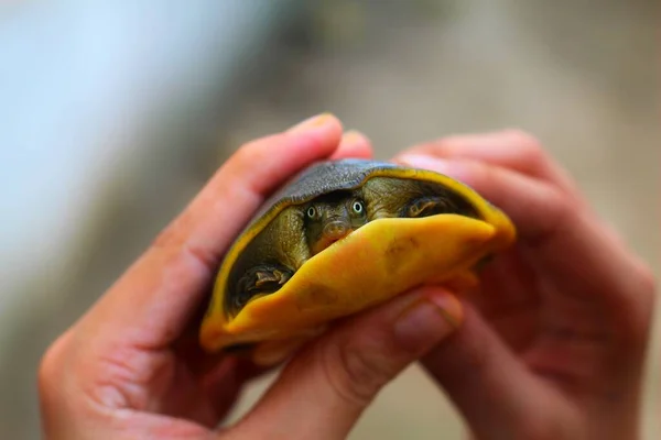 Schöne Weichschildkröte Der Hand Schönen Unscharfen Hintergrund — Stockfoto