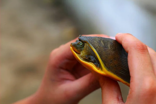 Vacker Mjuk Skala Terrapin Sköldpadda Handen Vacker Suddig Bakgrund — Stockfoto