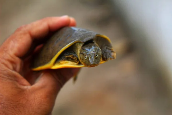 Smuk Blød Skala Terrapin Skildpadde Hånden Flot Sløret Baggrund - Stock-foto