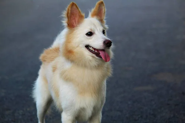 Roztomilý Malý Pomeranian Pes Zblízka Pohled Jiného Úhlu Pěkné Rozmazané — Stock fotografie