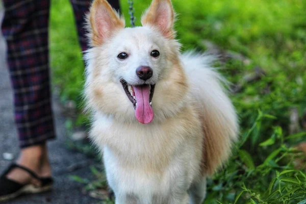 Cute Little Pomeranian Dog Close Face View Different Angle Nice — Stock Photo, Image