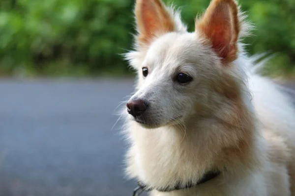 Bonito Pouco Pomeranian Cão Close Face View Partir Ângulo Diferente — Fotografia de Stock