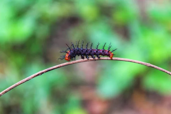 Chenille Colorée Déplaçant Sur Arbre Avant Convertir Papillon Vue Angle — Photo