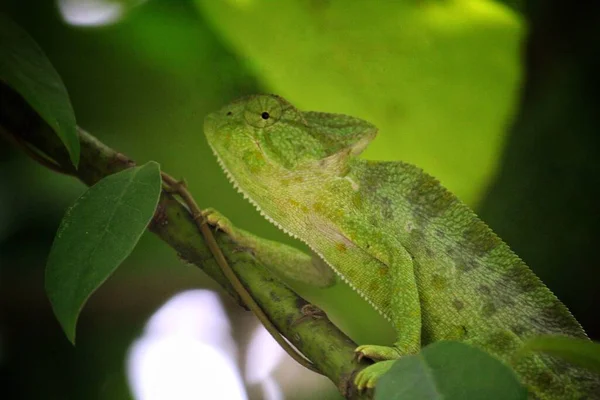 Belle Vert Chamelion Marche Sur Arbre Gros Plan Photographie — Photo