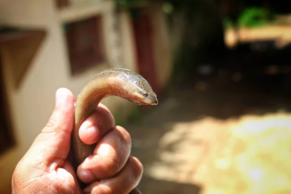 Süßwasseraal Fisch Anguilla Anguilla Der Hand Ansicht Aus Verschiedenen Blickwinkeln — Stockfoto