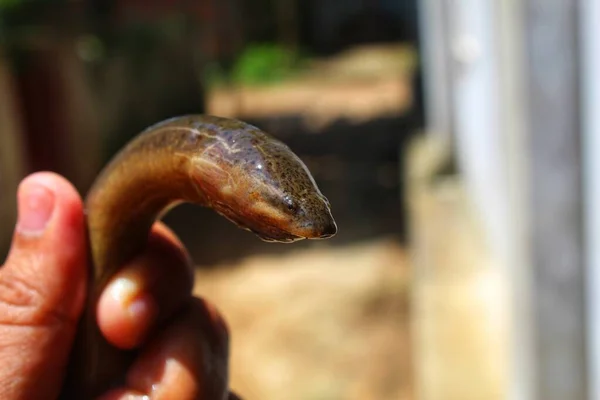 Enguia Água Doce Peixe Anguilla Anguilla Mão Vista Ângulo Diferente — Fotografia de Stock