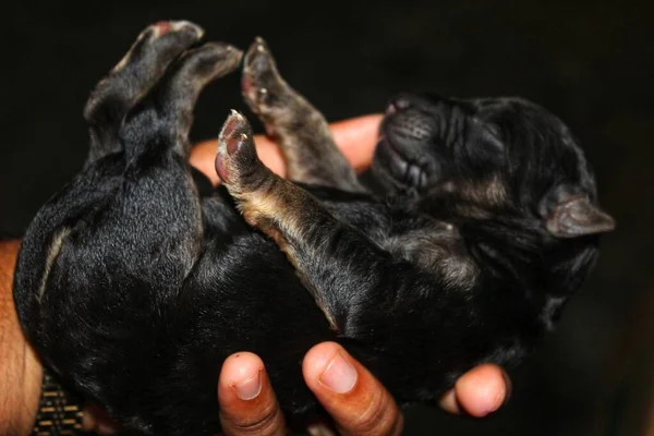 Pasgeboren Duitse Herder Puppy Hand Mooie Wazig Achtergrond — Stockfoto