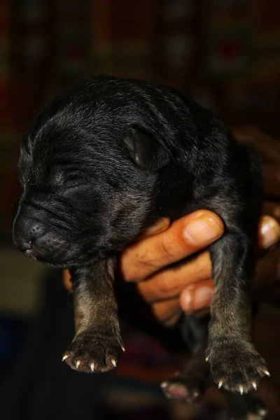 Recém Nascido Cachorro Pastor Alemão Mão Bom Fundo Borrão — Fotografia de Stock