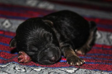 Yeni doğmuş şirin Alman çoban köpeği güzel bulanık bir arka planda uyuyor.