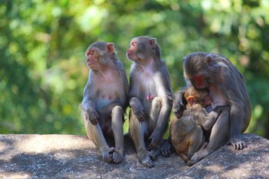 Maymun ailesi ormanda huzur içinde vakit geçiriyor.