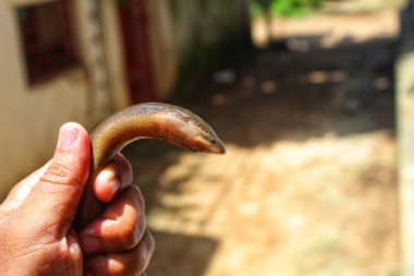 Tatlı su yılanbalığı balığı anguilla anguilla farklı açılardan bakmaktadır.