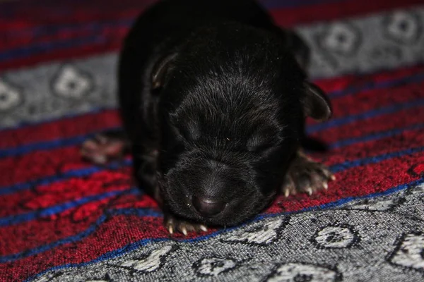 Lindo Pequeño Recién Nacido Pastor Alemán Cachorro Durmiendo Fondo Borroso —  Fotos de Stock