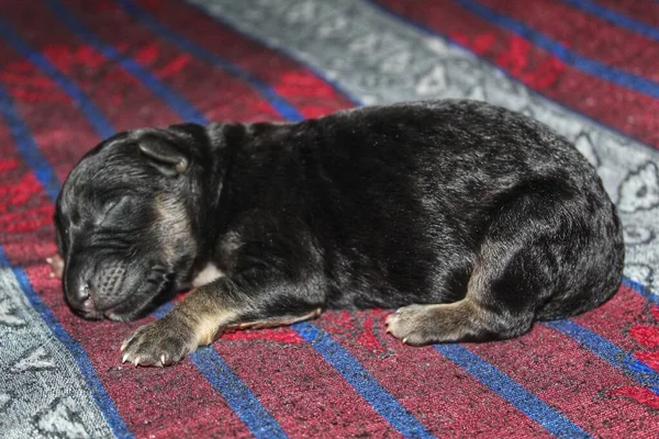 Mignon Petit Nouveau Berger Allemand Chiot Dormir Dans Agréable Fond — Photo