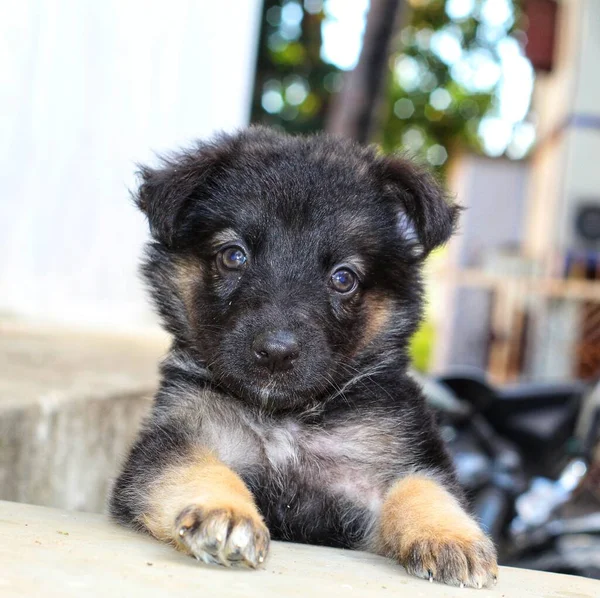 Filhote Cachorro Pastor Alemão Pequeno Bonito Bom Fundo Borrão — Fotografia de Stock