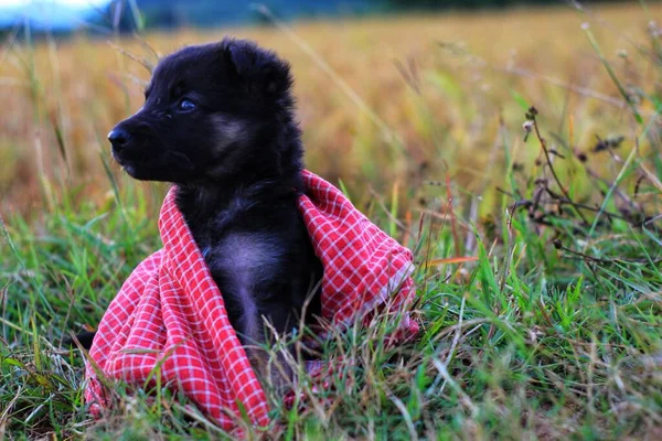 Hoş Küçük Alman Çoban Köpeği Geçmişi Bulanık — Stok fotoğraf