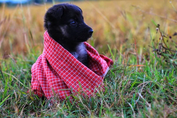 Filhote Cachorro Pastor Alemão Pequeno Bonito Bom Fundo Borrão — Fotografia de Stock