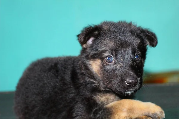 Mignon Petit Berger Allemand Chiot Dans Beau Fond Flou — Photo