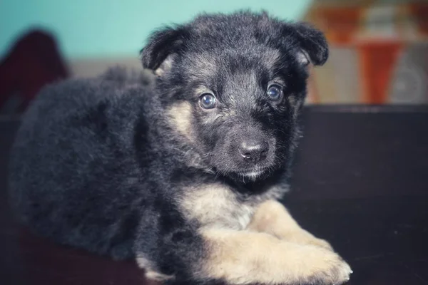 Mignon Petit Berger Allemand Chiot Dans Beau Fond Flou — Photo