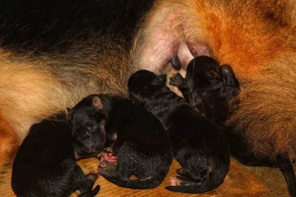 Hoş Küçük Alman Çoban Köpeği Geçmişi Bulanık — Stok fotoğraf