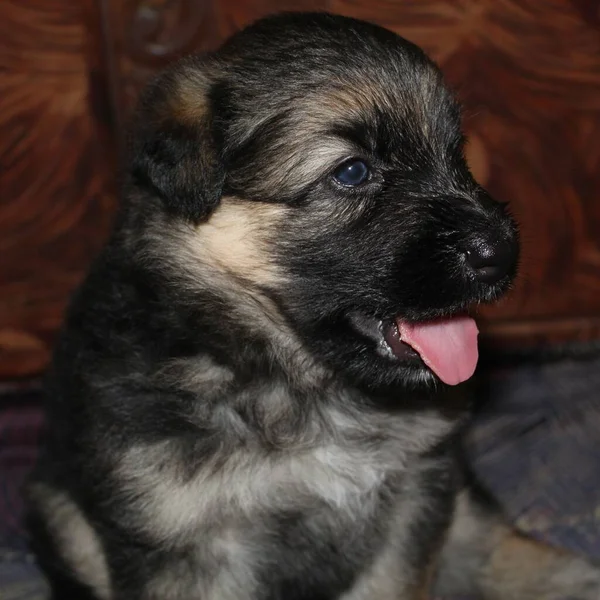 Mignon Petit Berger Allemand Chiot Dans Beau Fond Flou — Photo