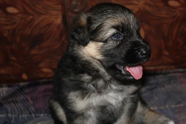 Filhote Cachorro Pastor Alemão Pequeno Bonito Bom Fundo Borrão — Fotografia de Stock