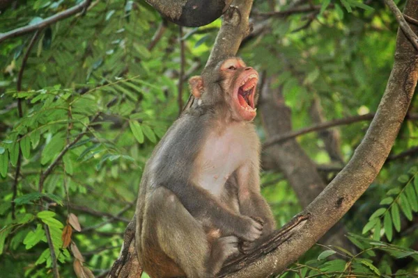 Masum Görünüşlü Genç Maymun Yalnız Başına Oturuyor — Stok fotoğraf