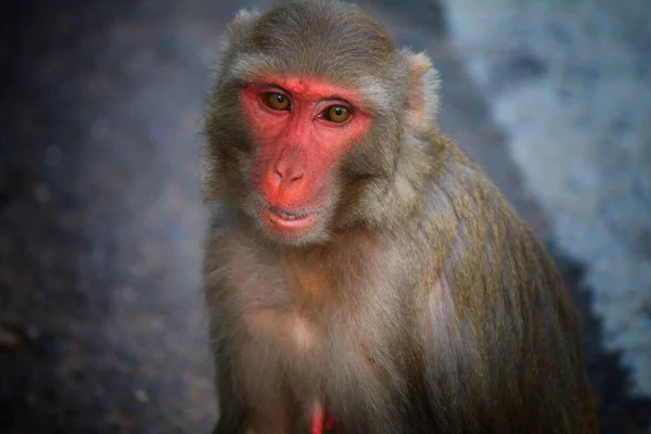순진해 보이는 원숭이 — 스톡 사진