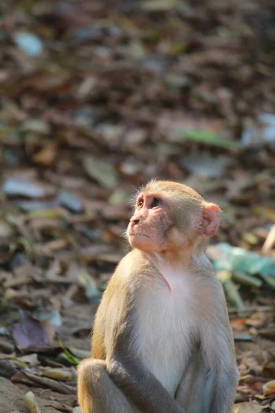 Невинний Вигляд Молода Мавпа Сидить Ізольовано — стокове фото