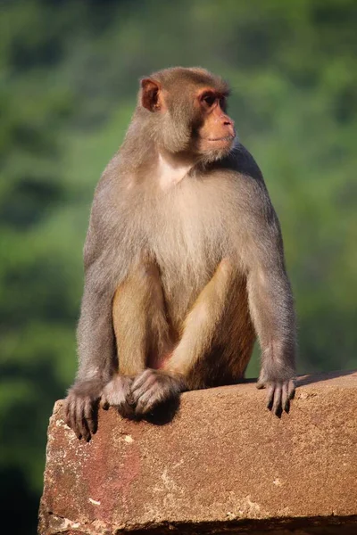 Gran Mono Macho Alfa Protegiendo Territorio Los Intrusos — Foto de Stock